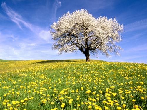 Cherry_Tree_and_Dandelion_Meadow__Zug_Canton__Switzerland.jpg